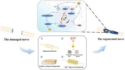 Magnesium Promotes the Regeneration of the Peripheral Nerve